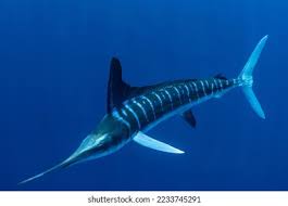 Image result for Makaira mazara