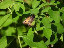 Attēlu rezultāti vaicājumam “Oeneis jutta underside”