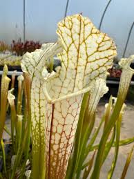 Attēlu rezultāti vaicājumam “Leucogyrophana sororia”