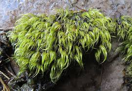 Attēlu rezultāti vaicājumam “Dicranodontium denudatum”