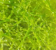 Attēlu rezultāti vaicājumam “Oligonema persimile spores”