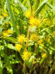 Attēlu rezultāti vaicājumam “Lysimachia thyrsiflora bud”