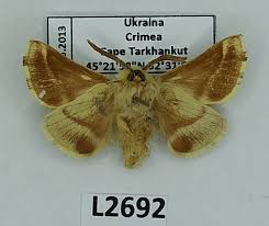 Attēlu rezultāti vaicājumam “Malacosoma castrensis male”