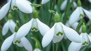 Attēlu rezultāti vaicājumam “Galanthus nivalis leaf”