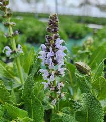 Image result for Salvia nemorosa