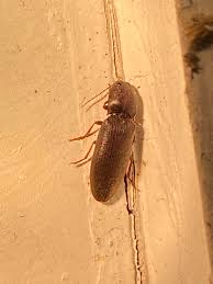 Attēlu rezultāti vaicājumam “Hemicrepidius sp.”