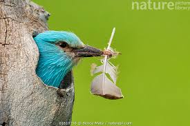 Attēlu rezultāti vaicājumam “Coracias garrulus”