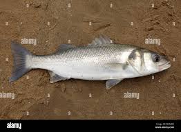 Image result for Dicentrarchus labrax