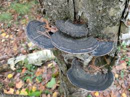 Attēlu rezultāti vaicājumam “Phellinus”
