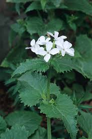 Attēlu rezultāti vaicājumam “Lunaria annua flower”