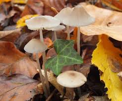 Attēlu rezultāti vaicājumam “Mycena filopes”