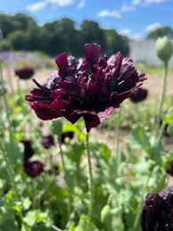 Image result for Papaver somniferum Black