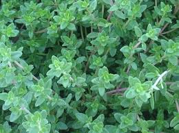 Image result for Thymus vulgaris