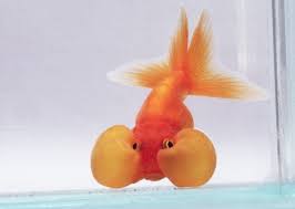 Image result for 金魚