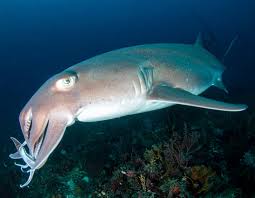 Image result for Haploblepharus pictus