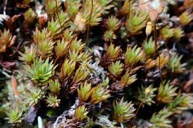 Attēlu rezultāti vaicājumam “Pogonatum urnigerum macro”