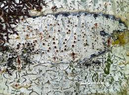 Attēlu rezultāti vaicājumam “Lecanora argentata”