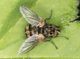 Attēlu rezultāti vaicājumam “Tachinidae”