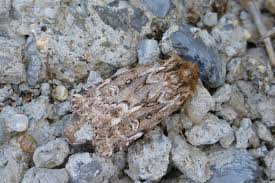 Attēlu rezultāti vaicājumam “Lycophotia porphyrea”