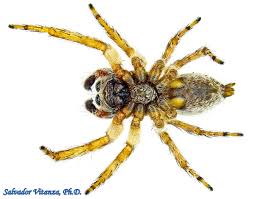 Attēlu rezultāti vaicājumam “Arachnida”