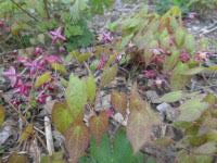 Attēlu rezultāti vaicājumam “Epimedium alpinum”