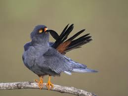 Image result for Falco vespertinus