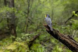 Attēlu rezultāti vaicājumam “Atylotus sp.”