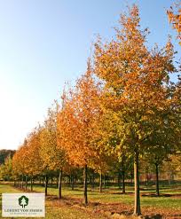 Attēlu rezultāti vaicājumam “Carpinus betulus”