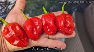 Afbeeldingsresultaat voor aji habanero hot pepper