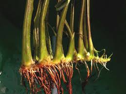 Attēlu rezultāti vaicājumam “Butomus umbellatus fruit”