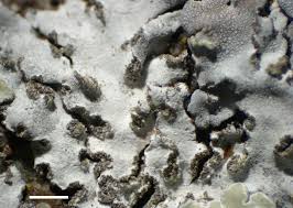 Attēlu rezultāti vaicājumam “Physconia enteroxantha”