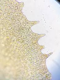 Attēlu rezultāti vaicājumam “Scapania nemorea”