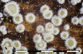 Attēlu rezultāti vaicājumam “Hyaloscypha hyalina”