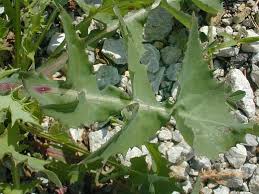 Attēlu rezultāti vaicājumam “Sonchus oleraceus leaf”