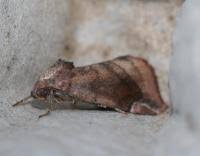 Attēlu rezultāti vaicājumam “Cosmia pyralina”