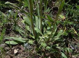 Image result for "Hieracium pallescens subsp. ciliatifolium"