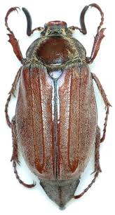 Attēlu rezultāti vaicājumam “Melolontha hippocastani”