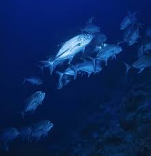 Image result for Caranx lugubris