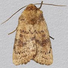 Attēlu rezultāti vaicājumam “Caradrina morpheus”