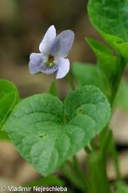 Attēlu rezultāti vaicājumam “Viola mirabilis leaf”
