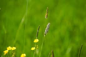 Attēlu rezultāti vaicājumam “Alopecurus pratensis flower”