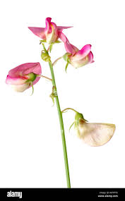 Attēlu rezultāti vaicājumam “Lathyrus sylvestris flower”