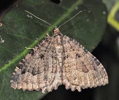 Attēlu rezultāti vaicājumam “Triphosa dubitata”