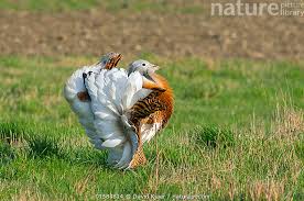 Image result for Otis tarda