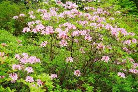 Attēlu rezultāti vaicājumam “Rhododendron periclymenoides flower”