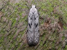 Attēlu rezultāti vaicājumam “Carpatolechia proximella”