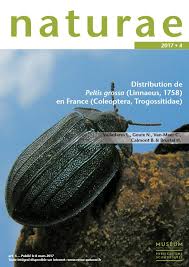 Attēlu rezultāti vaicājumam “Peltis grossa”