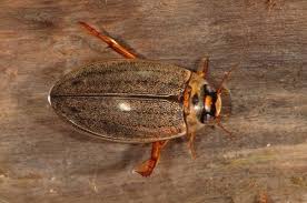 Attēlu rezultāti vaicājumam “Rhantus frontalis”