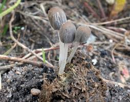 Attēlu rezultāti vaicājumam “Stemonitis foliicola stalked”