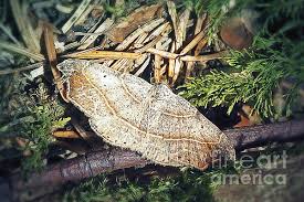 Attēlu rezultāti vaicājumam “Laspeyria flexula”